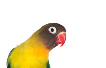 Nice parrot with red beak and yellow and green plumage © Gelpi