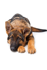 Young Shepherd puppy