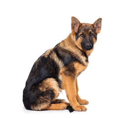 Young Shepherd puppy