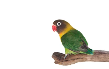 Gordijnen Leuke papegaai met rode snavel en geel en groen verenkleed © Gelpi