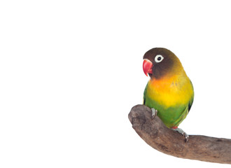 Nice parrot with red beak and yellow and green plumage