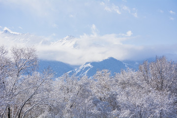 Fototapeta na wymiar Снежные деревья на фоне гор