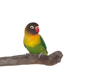 Plakat Nice parrot with red beak and yellow and green plumage