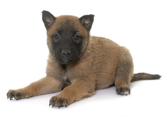 puppy belgian shepherd malinois