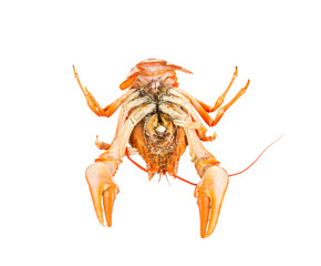 boiled crawfish on a white background