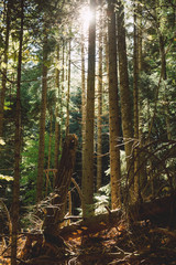 high coniferous trees in a forest in the mountains in the Western Caucasus
