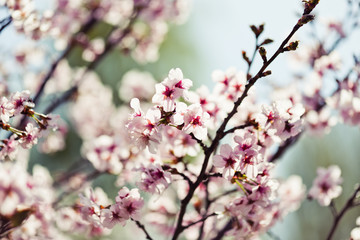 Obraz na płótnie Canvas A blooming branch of apple tree in spring