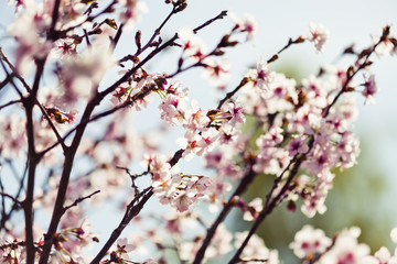 A blooming branch of apple tree in spring