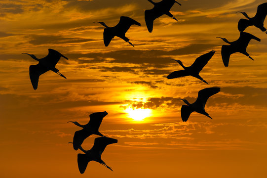 Bird Migration Silhouette