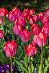 red tulips