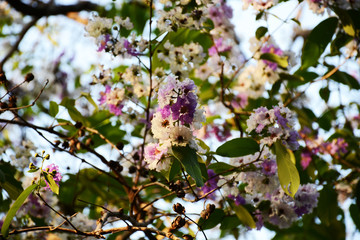 Season change and fall down flowers