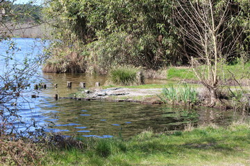 Lac et forêt