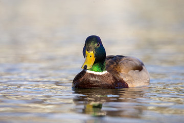 Cute duck
