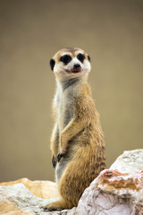 Fototapeta premium Meerkat, portrait