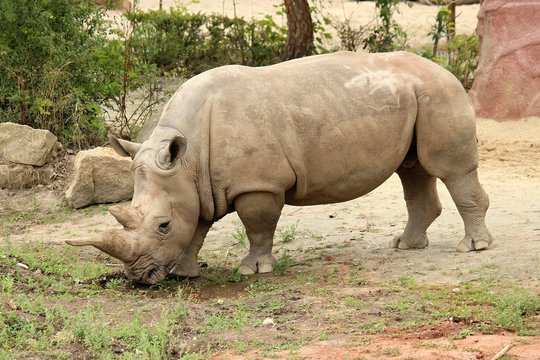 Rhinoceros in safari