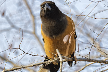 Close up of a Rufus Treepie perched in a tree