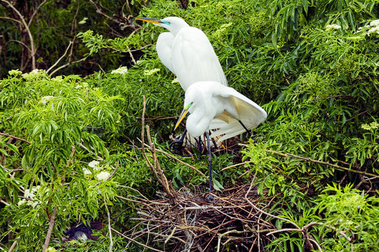 A pair of Great White Egrets nesting in Florida