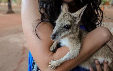 Photo sur Plexiglas Kangourou Girl câlins bébé kangourou Mataranka, Territoire du Nord, Australie