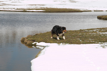 Cane cammina nei pressi del lago