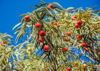 Desert quandong (Santalum acuminatum) fruits
Curtin Springs, Northern Territory, Australia