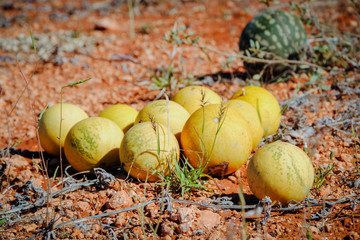 wild melons (Citrullus lanatus) in desert  on Lasseter Highway near Uluru - Kata Tjuta National Park
Northern Territory, Central Australia
