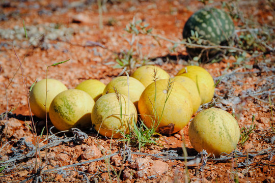 Wild Melons (Citrullus Lanatus) In Desert  On Lasseter Highway Near Uluru - Kata Tjuta National Park
Northern Territory, Central Australia