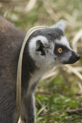 Portrait of a ring-tailed lemur