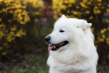 Fototapeta premium White Samoyed Dog Outdoor Portrait in Forest, Park