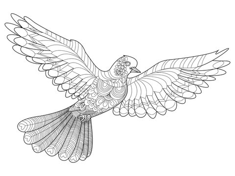Dove coloring vector for adults