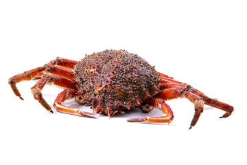 isolated seafood, crab