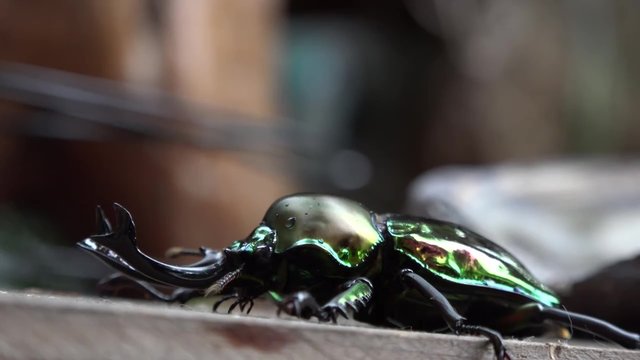 世界一美しいニジイロクワガタ・オーストラリア産 マクロ撮影