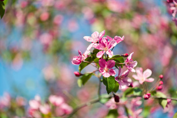 A blooming branch of apple tree in spring