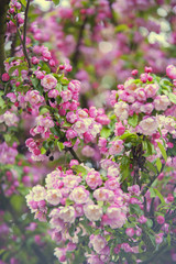Cherry tree Sakura blooming in Spring