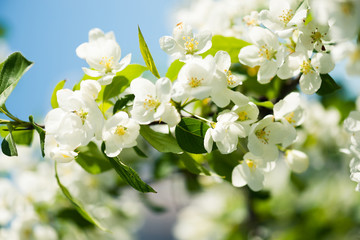 A blooming branch of apple tree in spring