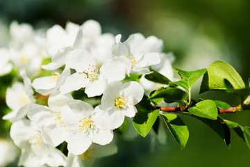 A blooming branch of apple tree in spring