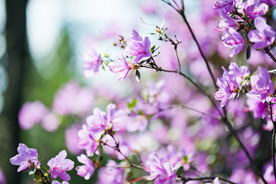 Beautiful pink rhododendron flowers