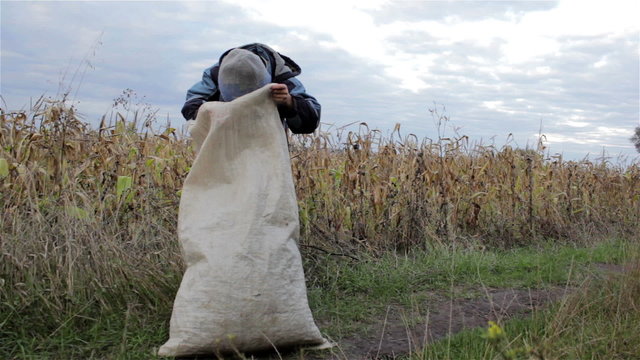 Boy looks in a bag of farming/corn plantation near the boy with a bag