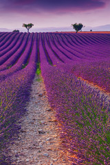 Naklejka premium Piękne kolory fioletowe pola lawendy w pobliżu Valensole w Prowansji