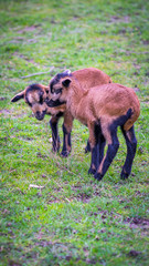 Naklejka na ściany i meble newborn brown goats