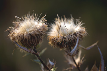 two dried flower Thistle
