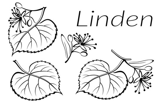 Set of Plant Pictograms, Linden Tree Leaves and Flowers, Black on White. Vector