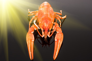 crayfish on a dark background