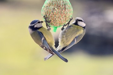 Two tits on tallow ball