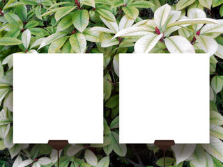 Close-up two square blank frames supported by clips against green and grey foliage background