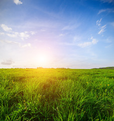 green field and beautiful sunset