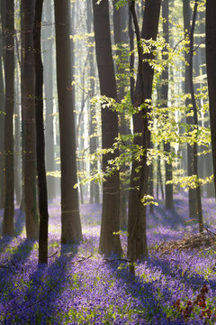 spring sunny forest with many flowers