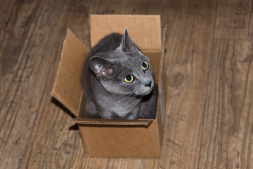 Beautiful grey cat hiding in cardboard box.