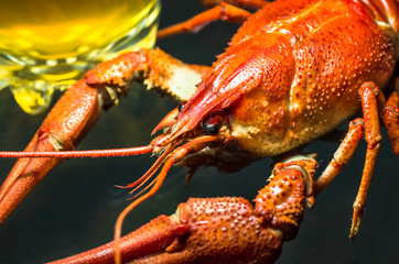 crayfish on a dark background
