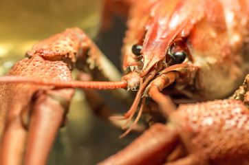 crayfish on a dark background