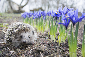 Spring in the garden hedgehog near purple flowers irises.